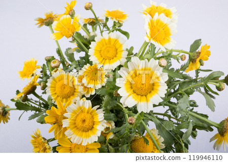 白蓋黃春菊切花 119946110