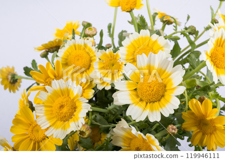 春菊切花特寫 119946111