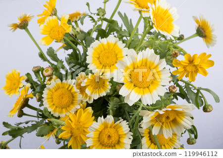 白蓋黃春菊切花 119946112