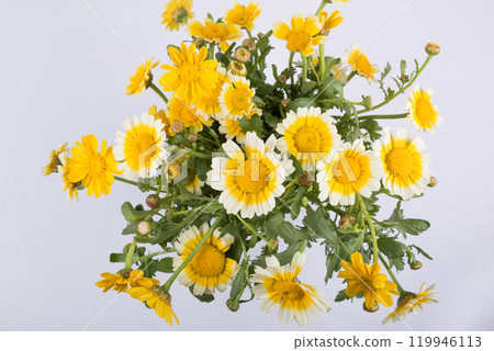 白蓋黃春菊切花 119946113