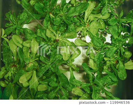 valeriana corn salad vegetables food 119946536