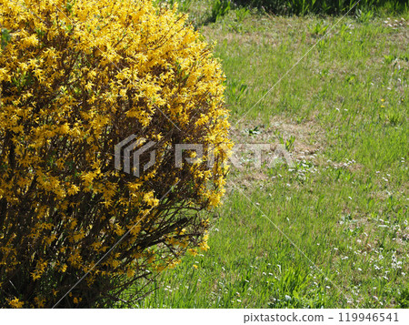 forsythia tree and meadow 119946541