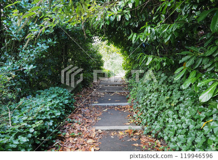 path in the woods 119946596