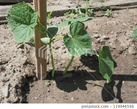 cucumber vegetables plant cucumber vegetables plant 119946598