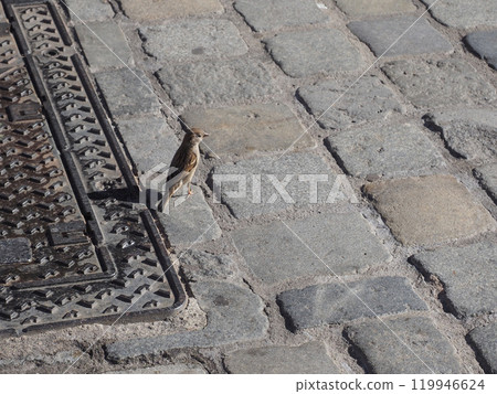 house sparrow bird animal 119946624