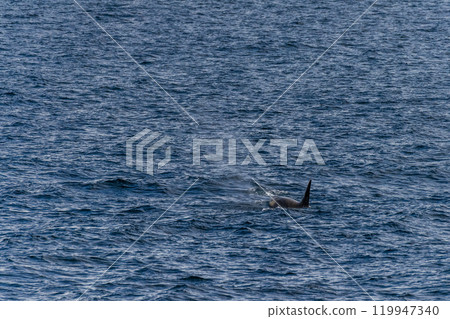 Killer whales in the Antarctic Killer whales in the Antarctic 119947340