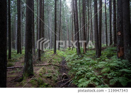 Misty day in dark coniferous forest, thicket among trees with clear sky. Wildlife tourism, travel Misty day in dark coniferous forest, thicket among trees with clear sky. Wildlife tourism, travel 119947343
