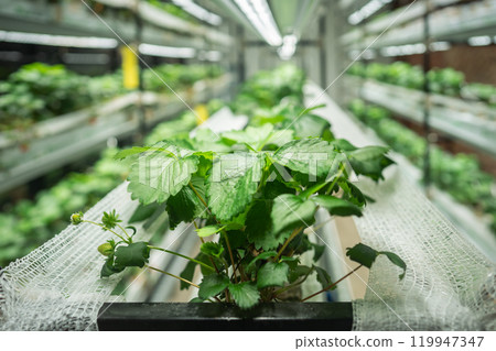 Strawberry Polka growing in smart greenhouse. Shelved hothouse cultivating fruit in dust free indoor Strawberry Polka growing in smart greenhouse. Shelved hothouse cultivating fruit in dust free indoor 119947347
