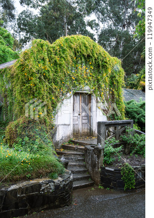 Overgrown old greenhouse in garden in rainy day. Orangery house covered with blooming ivy plants Overgrown old greenhouse in garden in rainy day. Orangery house covered with blooming ivy plants 119947349