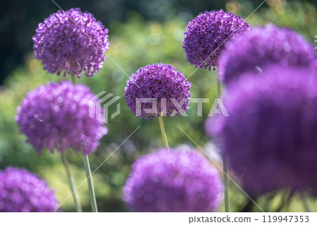 Swaying in wind purple Giant Onion in garden. Nature, flora, pollinator attraction, season bloom Swaying in wind purple Giant Onion in garden. Nature, flora, pollinator attraction, season bloom 119947353