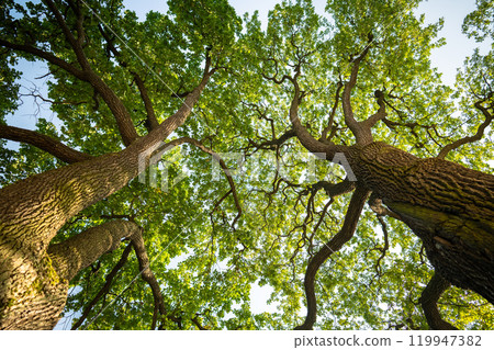 Large oak trees spread crown and branches in park from below. Tree canopy shields plant from wind 119947382