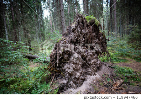 Tree with exposed broken roots, felled by wind during hurricane in middle of forest on edge of woods Tree with exposed broken roots, felled by wind during hurricane in middle of forest on edge of woods 119947466