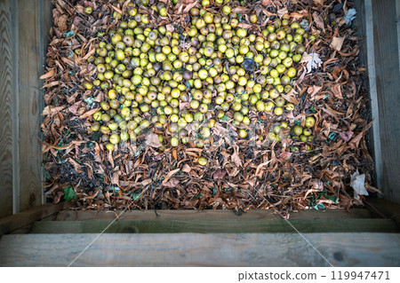 Apples and dry leaves for composting in rural garden bin. Fall decomposition, eco friendly resource Apples and dry leaves for composting in rural garden bin. Fall decomposition, eco friendly resource 119947471