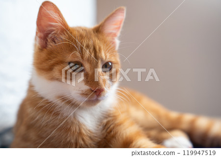 Portrait of a ginger cat with white spots. Pet. Cute young cat close-up. Portrait of a ginger cat with white spots. Pet. Cute young cat close-up. 119947519