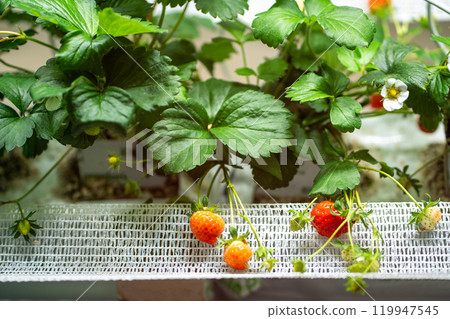 Blooming Strawberry cultivation in greenhouse. Mini-farm for growing Fragaria in artificial soil.  119947545