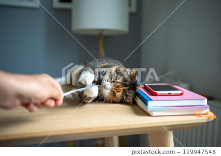 Playful cat engrossed in game with pet owner by catching and holding toy in paws while lying at desk 119947548