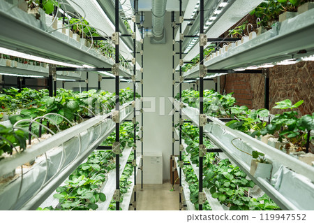 Strawberry cultivation in greenhouse. Mini-farm for growing Fragaria indoors in artificial soil. Strawberry cultivation in greenhouse. Mini-farm for growing Fragaria indoors in artificial soil. 119947552