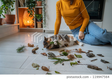 Lazy cat playing with pine branch, dry leaves on kitchen floor at home 119947564
