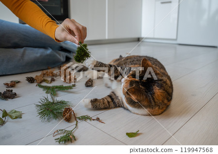 Woman playing with cat using moss at home, cat touching plant paw lying on floor. Woman playing with cat using moss at home, cat touching plant paw lying on floor. 119947568