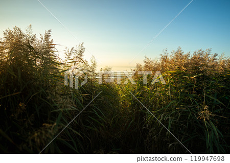 Calm scene of fresh green coastal grass, spikelet of reeds, stalks at sunset. Serenity nature. Calm scene of fresh green coastal grass, spikelet of reeds, stalks at sunset. Serenity nature. 119947698