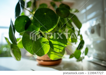 Pilea peperomioides houseplant in terracotta pot at sunlight at kitchen home. Chinese money plant Pilea peperomioides houseplant in terracotta pot at sunlight at kitchen home. Chinese money plant 119947727