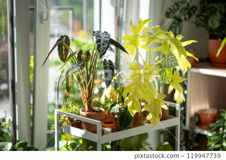 Indoor plants in pots on cart at home. Houseplants Alocasia Bambino, Philodendron selloum Gold Satin 119947739
