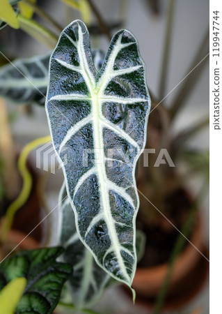Closeup of wet leaf of Alocasia Bambino with water drops in ceramic pot at home 119947744