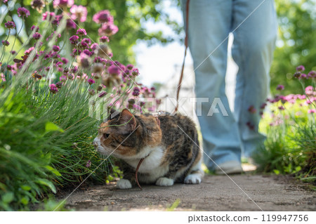 Stressed cat on leash presses to ground among plants flowers, tensely looking around. 119947756