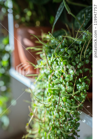 Closeup of Peperomia Prostrata - string of turtles houseplant in ceramic flower pot on shelf at home 119947757