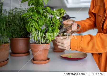 Girl cutting fresh leaves of home grown basil greens for cooking with scissors closeup. Healthy food 119947768