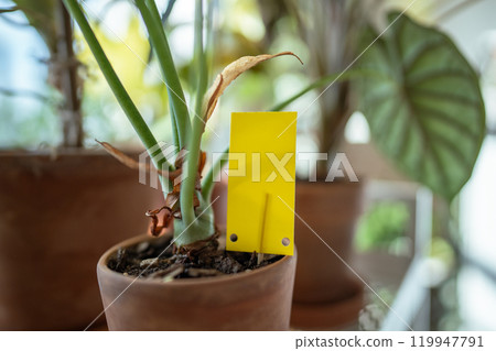 Yellow sticky trap closeup closeup. Flypaper for Sciaridae. Insect pest control.  119947791
