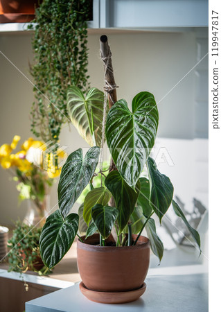 Philodendron Splendid plant with wet hear shaped green velvet leaves in ceramic pot at home. Philodendron Splendid plant with wet hear shaped green velvet leaves in ceramic pot at home. 119947817