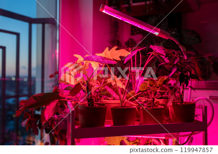 Collection of potted plants on shelf beneath glow of grow lights. Specialised LED pink phyto lamps 119947857