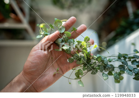 Hand holding Ceropegia Woodii houseplant with long heart shaped leaves closeup, top view 119948033