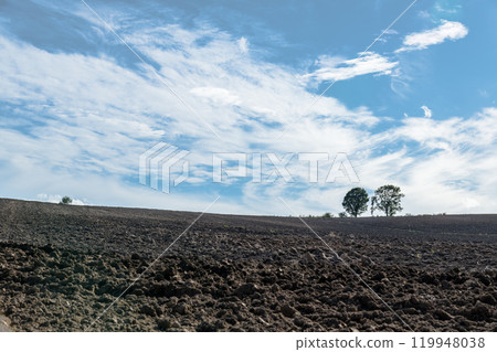【美瑛町親子樹秋景】 119948038