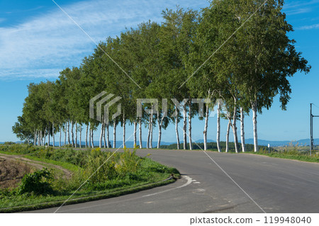 【七星樹附近白樺樹的秋景】 119948040