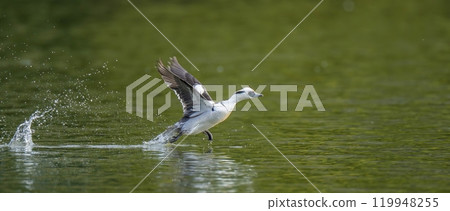 Male merganser running across the green water surface 119948255