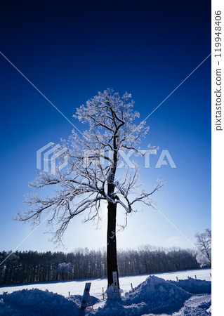 Rime and blue sky 119948406