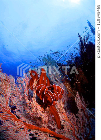 東方玫瑰根上的異花與海蕨 119948469