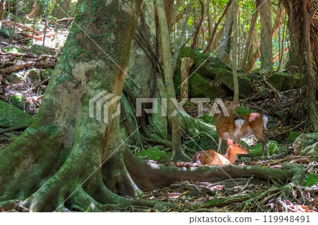 Yakushima Deer Relaxing World Natural Heritage Site (Summer) Yakushima Deer Relaxing World Natural Heritage Site (Summer) 119948491