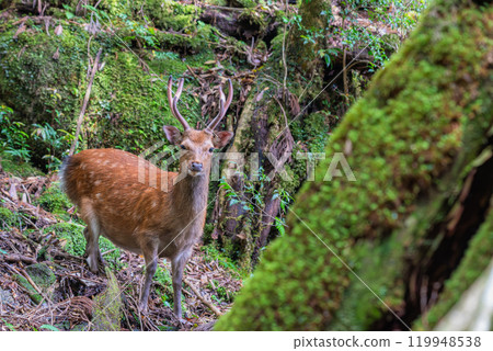 Male Yakushima deer on alert, Shiratani Unsuikyo Gorge, Yakushima (Summer) Male Yakushima deer on alert, Shiratani Unsuikyo Gorge, Yakushima (Summer) 119948538