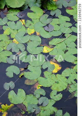 莉莉墊 莉莉墊 119948759