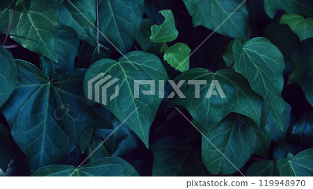 Ivy Hedera helix Ivy Hedera helix 119948970