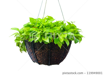 Epipremnum Aureum - Golden Pothos (Variegated) in Half round planters hanging pots Epipremnum Aureum - Golden Pothos (Variegated) in Half round planters hanging pots 119949001
