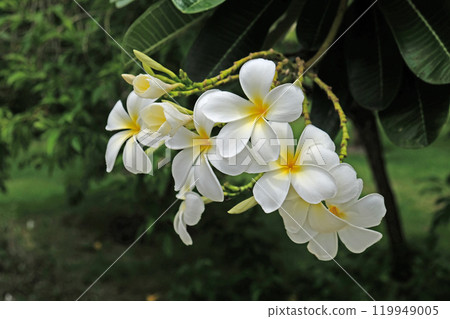 Champa White Flower Laos Bright white and fragrant. 119949005