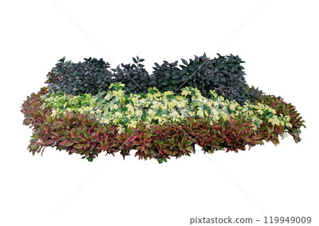 Tropical landscaping garden shrub with various types of plants Tropical landscaping garden shrub with various types of plants 119949009