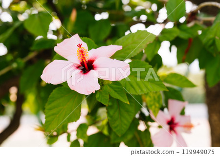 Close-up of a Pink Hibiscus Flower in Natural Setting Close-up of a Pink Hibiscus Flower in Natural Setting 119949075