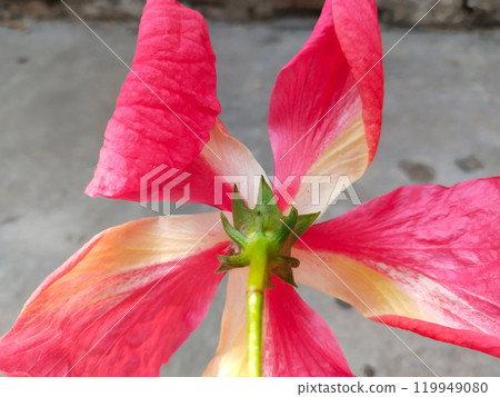 down side view of hibiscus flower down side view of hibiscus flower 119949080