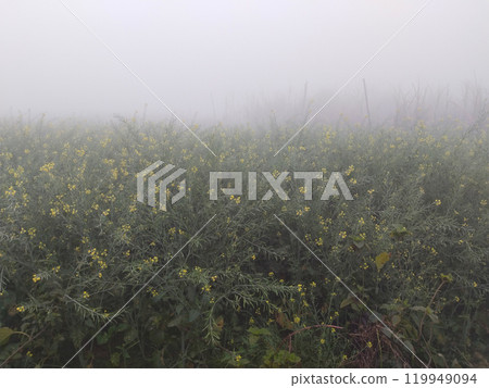 Yellow flowers of mustard on a foggy with dew drops morning in the countryside 119949094