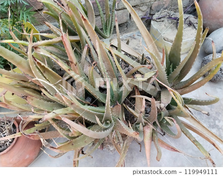 Drying aloe vera plant in outdoor. Drying aloe vera plant in outdoor. 119949111